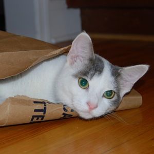 Meet your Posher, Elizabeth